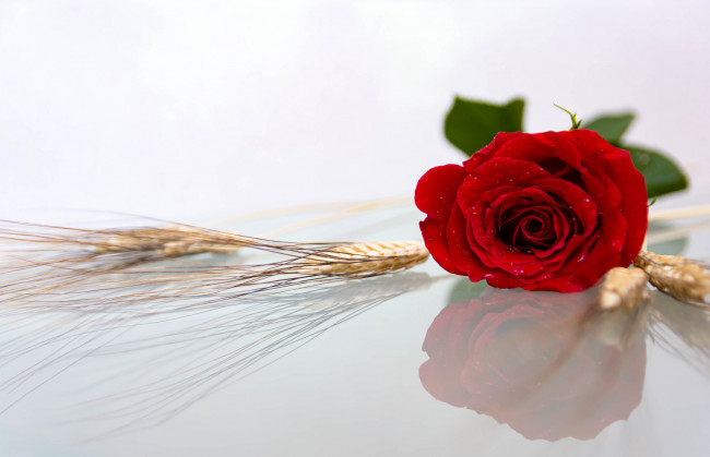 Обои картинки фото цветы, розы, отражение, макро, роза, бутон, колосья