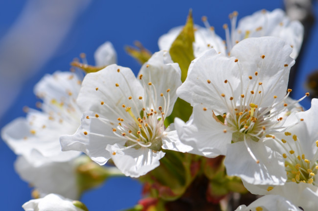 Обои картинки фото цветы, сакура,  вишня, вишня, ветка, весна, макро