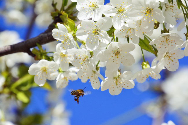 Обои картинки фото цветы, сакура,  вишня, насекомое, цветки, пчела, цветение, вишня, ветка, весна, природа, макро