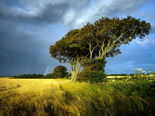Картинка природа луга луг трава деревья радуга