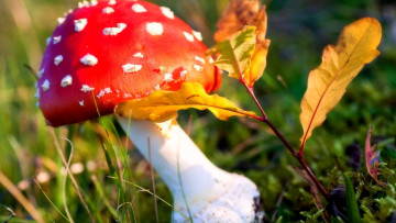 Картинка природа грибы +мухомор листья гриб шляпка