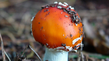 Картинка природа грибы +мухомор шляпка