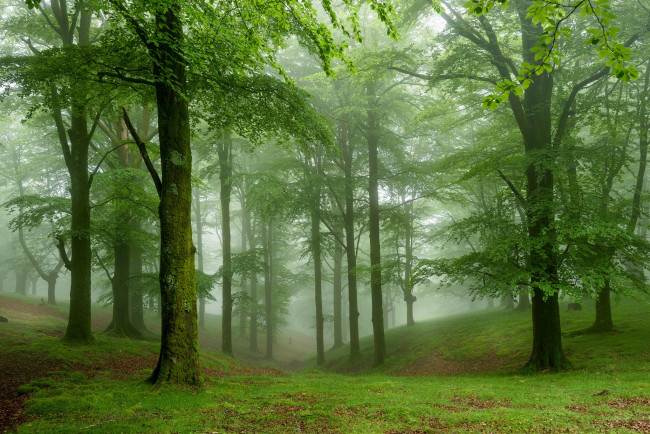Обои картинки фото природа, лес, зелень, мох, туман, деревья, трава