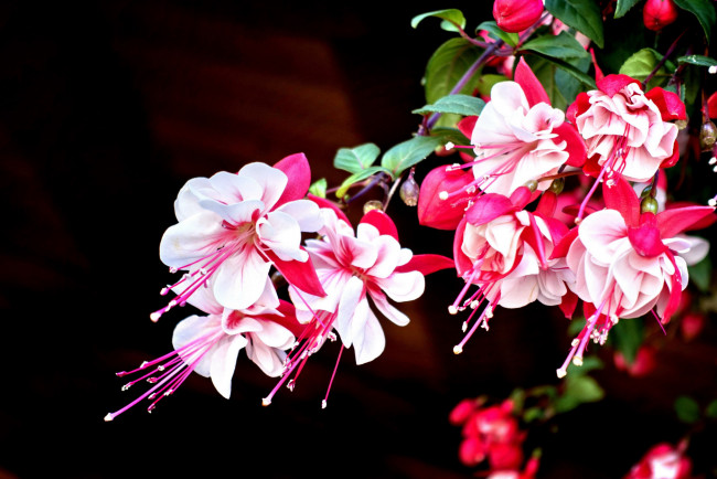 Обои картинки фото цветы, фуксия, бело-розовый