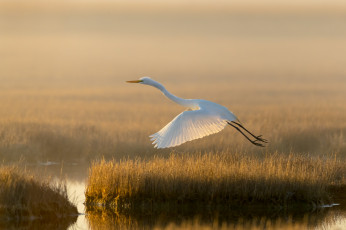 Картинка животные цапли +выпи свет озеро птица болото белая цапля