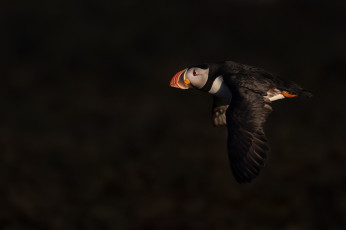 Картинка животные тупики атлантический тупик тёмный фон полёт