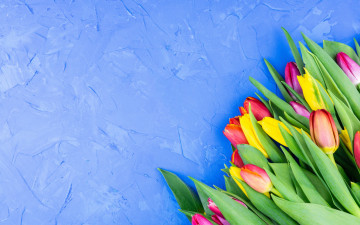 Картинка цветы тюльпаны голубой фон букет