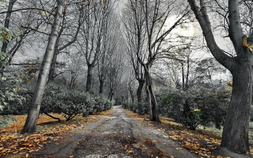 Картинка природа дороги дорога осень стволы деревья