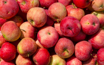 Картинка еда яблоки урожай