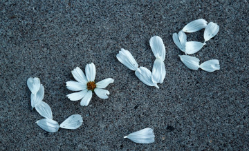 Картинка цветы космея белая лепестки
