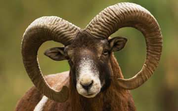 Картинка животные козы рога козел природа животное
