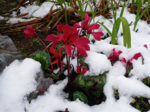 Картинка цветы цикламены снег