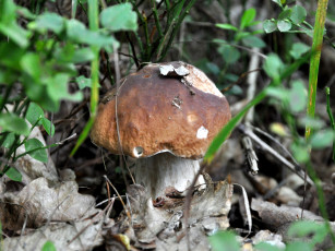 Картинка природа грибы ветки трава боровик