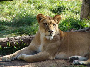 Картинка животные львы хищник львица