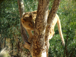 Картинка животные львы львёнок дерево