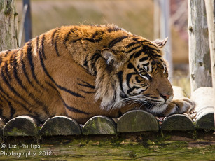 Картинка животные тигры тигр серьёзный морда