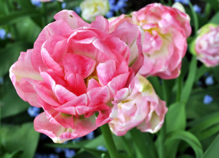 Картинка цветы тюльпаны angelique
