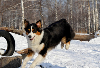 Картинка животные собаки снег бордер-колли