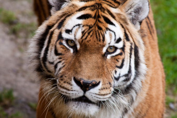 Картинка животные тигры тигр морда интерес