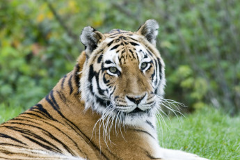 Картинка животные тигры тигр морда полоски