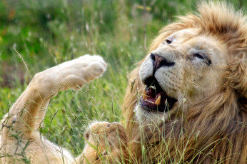 Картинка животные львы лев весело