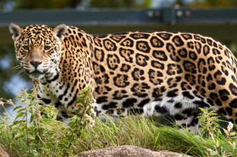 Картинка животные Ягуары ягуар идёт морда взгляд