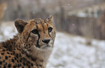 Картинка животные гепарды гепард мордочка снег