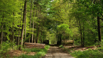 Картинка природа дороги лес дорога бревна