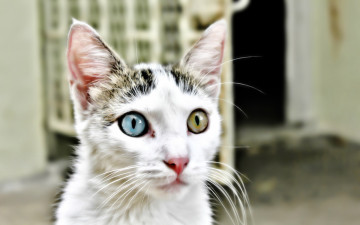 Картинка животные коты кот
