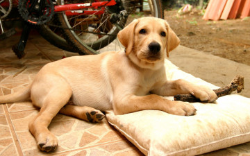 Картинка животные собаки лабрадор подушка