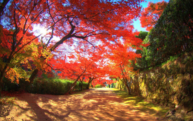 Обои картинки фото природа, парк, осень, аллея, деревья