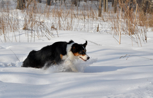 Обои картинки фото животные, собаки, снег, бордер-колли
