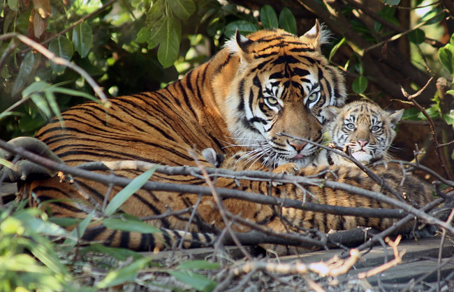 Обои картинки фото животные, тигры, тигр, семья, тигрята, тигрёнок