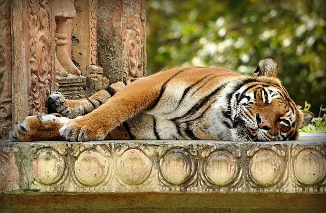 Обои картинки фото животные, тигры, лапы, морда, спит, индийский, тигр