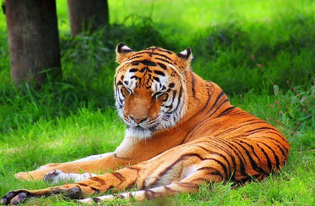 Обои картинки фото животные, тигры, тигр, лежит, трава, отдых
