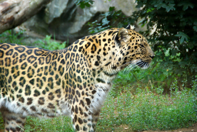 Обои картинки фото животные, леопарды, леопард, морда, усы, профиль, трава