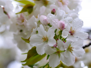 Картинка цветы сакура вишня капли макро цветение