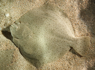 Картинка животные рыбы песок дно рыба камбала