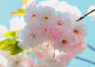 Картинка цветы сакура вишня цветение макро
