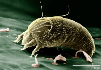 Картинка животные насекомые блоха размер