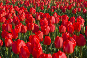 Картинка цветы тюльпаны плантация красные поле