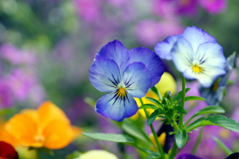 Картинка цветы анютины глазки садовые фиалки голубой