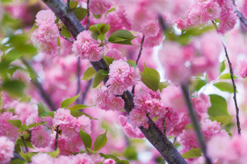 Картинка цветы сакура вишня нежность розовый ветки