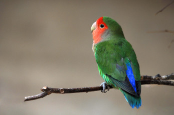 Картинка животные попугаи яркий разноцветный