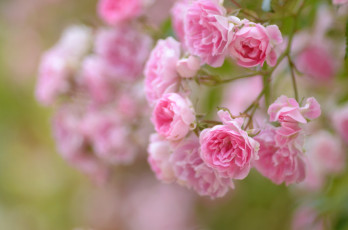 Картинка цветы розы ветка розовый