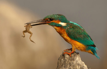 Картинка животные зимородки птичка лягушка добыча камень