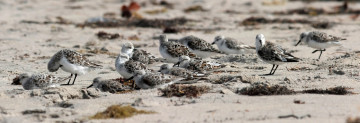 Картинка животные Чайки бакланы крачки птицы стая песок кулики
