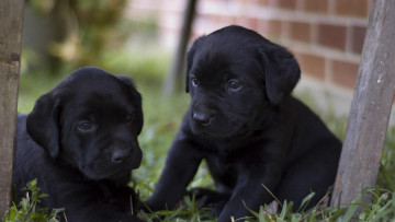 Картинка животные собаки черные лабрадоры щенки