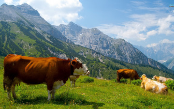 Картинка животные коровы буйволы горы