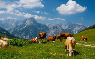 Картинка животные коровы буйволы горы